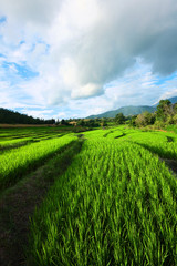 Beautiful Landscape of Fresh green rice fields on terraced and rice plantations in sunlight at Chiangmai province , North of thailand