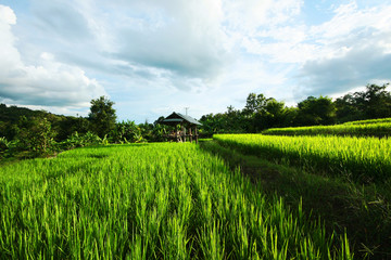 Wooden hut in Rice terrace with trees and mountains at Mae Chaem in Chiangmai Province, Thailand