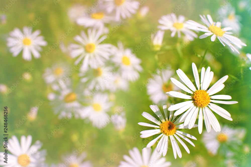 Poster daisies in the meadow. macro. chamomile flowers in spring in the meadow. blurred background for text