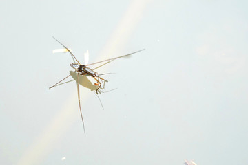 Portrait of a Water Strider