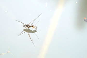 Portrait of a Water Strider