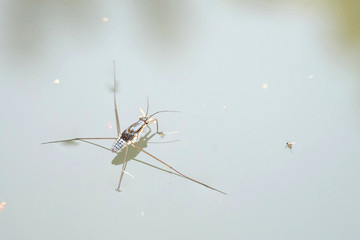 Portrait of a Water Strider