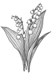 Lily of the valley illustration, drawing, engraving, ink, line art, vector © jenesesimre