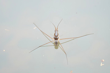 Portrait of a Water Strider