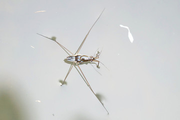 Portrait of a Water Strider