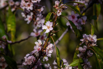 Nahaufnahme Blüten von Blumen