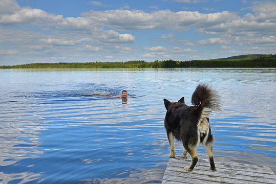 Summer landscape. Man is swimming in northern lake and Lapponian herder (Lapinporokoira or Lapp Reindeer dog) is waiting for him. Taivalkoski, Finnish Lapland
