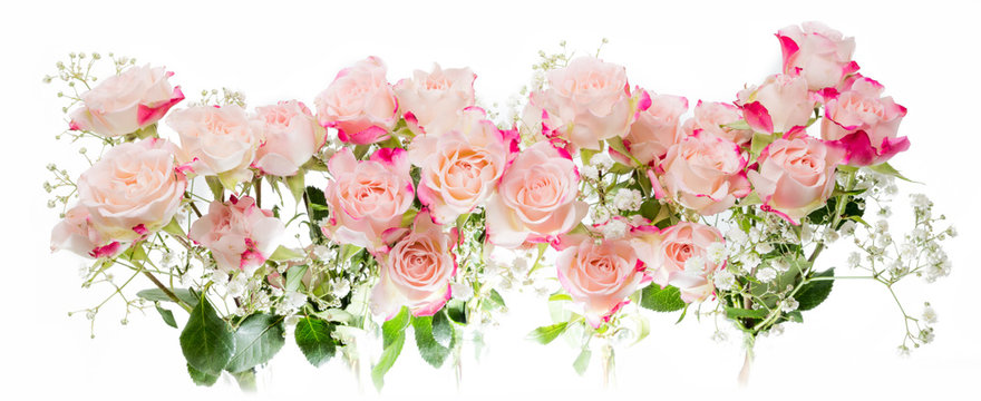 Bright fuchsia bush roses soft against white background