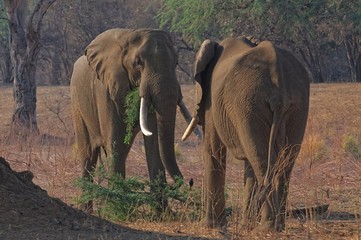 Feeding African Elefants at Mana Pools in Zimbabwe