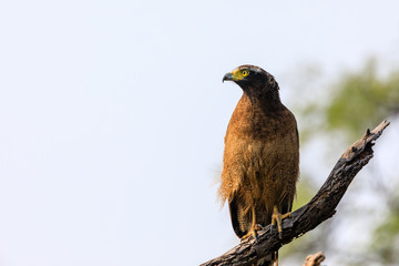 Serpent Eagle perched on a branch 