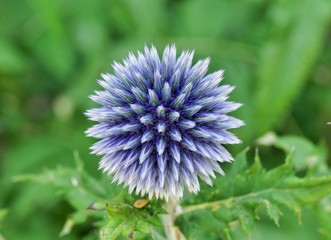 Sea Thistle Flower