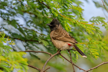 Red Vented Bulbul