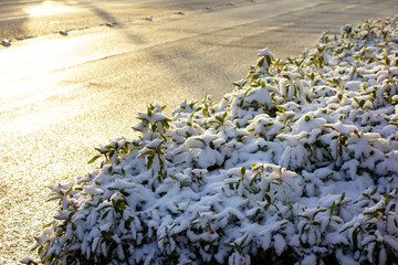 雪が残る早朝の道路