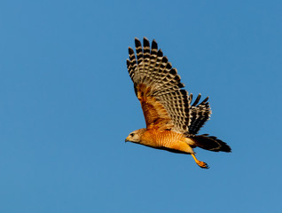 Red-shouldered Hawk courtship