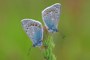 Lycaenidae