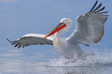 Dalmatian pelican