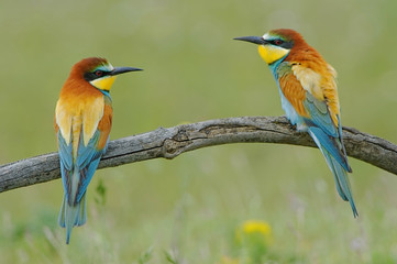 European bee eater