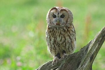 Tawny owl