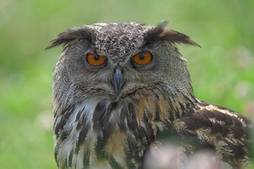 Eagle owl