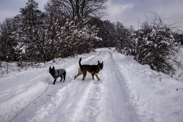 dogs playing and walking outdoors in the country in snowy winter
