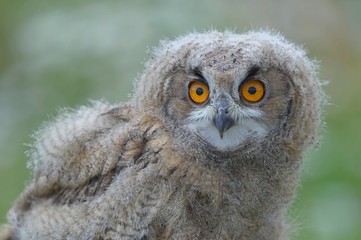 Owl chick