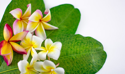 Frame for greeting card. Background for a banner with flowers and space for coppy writing. Template banner with flower for design on white background