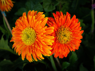 Couple Orange Gerbera Flowers Blooming