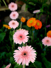 Pink Gerbera Flowers Arranging