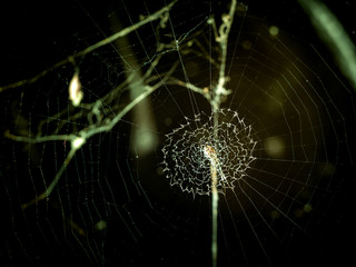 Spider  Pulling Strings Shaped Similar to The Sewing Machine