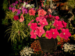 Petunia Flowers on Pots Hanging