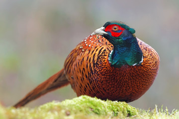 Common pheasant