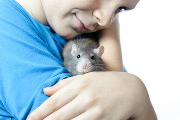In the arms of a boy - a teenager sits a gray decorative rat. Close-up.
