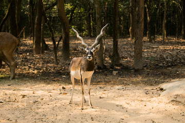 Deer in the zoo