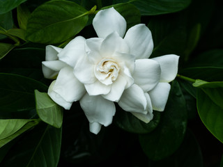 Big White Gardenia Flower Blooming