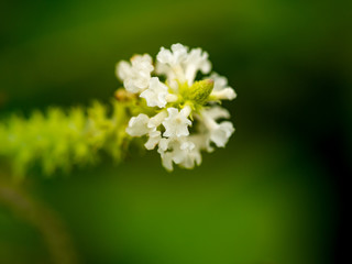 Bouquet of Butterfly Bush Flowers Blooming