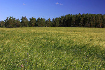 Fototapeta premium Green spikes of rye in the field