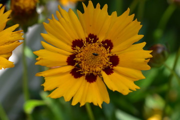 Gelb Blume