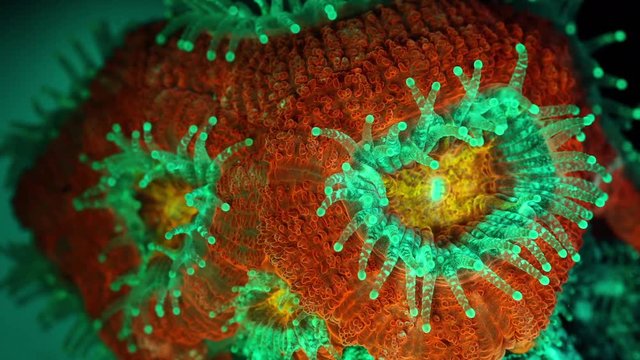 Red Acanastrea Coral Polyps Macro Timelapse HD
