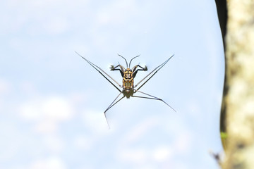 Portrait of a Water Strider