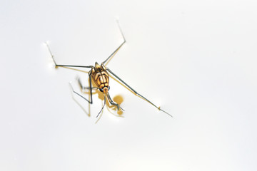 Portrait of a Water Strider