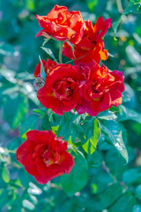 Розы алые