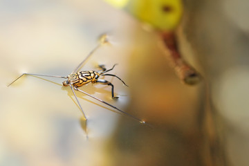Portrait of a Water Strider