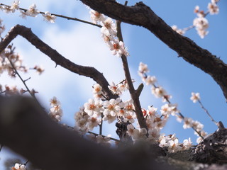 梅の木