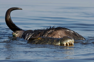 Buffalo's end