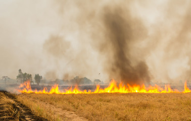 Fototapeta premium Fire fields