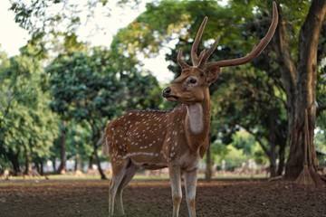 Naklejka na ściany i meble Deer in the park at the Indonesian national monument, Jakarta