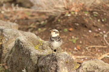 かわいい野鳥ハチジョウツグミ
