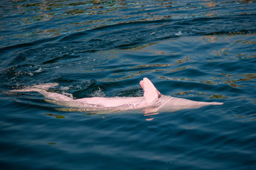 Pink Dolphin swimming in the sea.