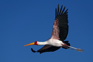 Yellow-billed stork