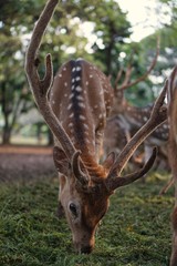 Deer in the park at the Indonesian national monument, Jakarta